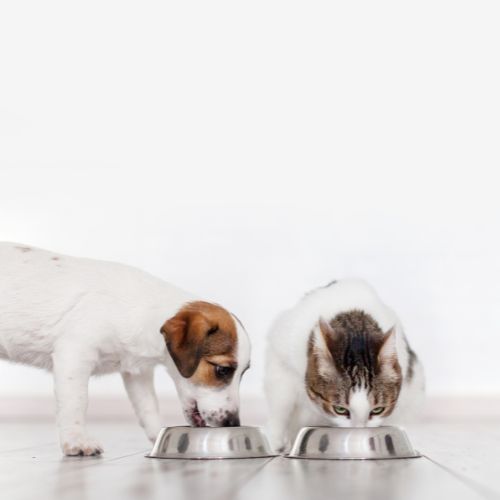 Food & Treats For Cats & Dogs - Lirah Pet Store