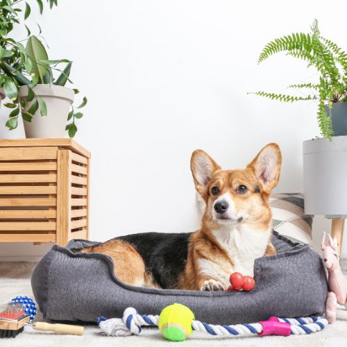 Beds & Grooming for Cats & Dogs - Lirah Pet Store