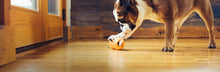 Zogoflex Qwizl Interactive Treat Dispensing Dog Puzzle Treat Toy for Dogs, 100% Guaranteed Tough, It Floats!, Made in USA, Large, Tangerine